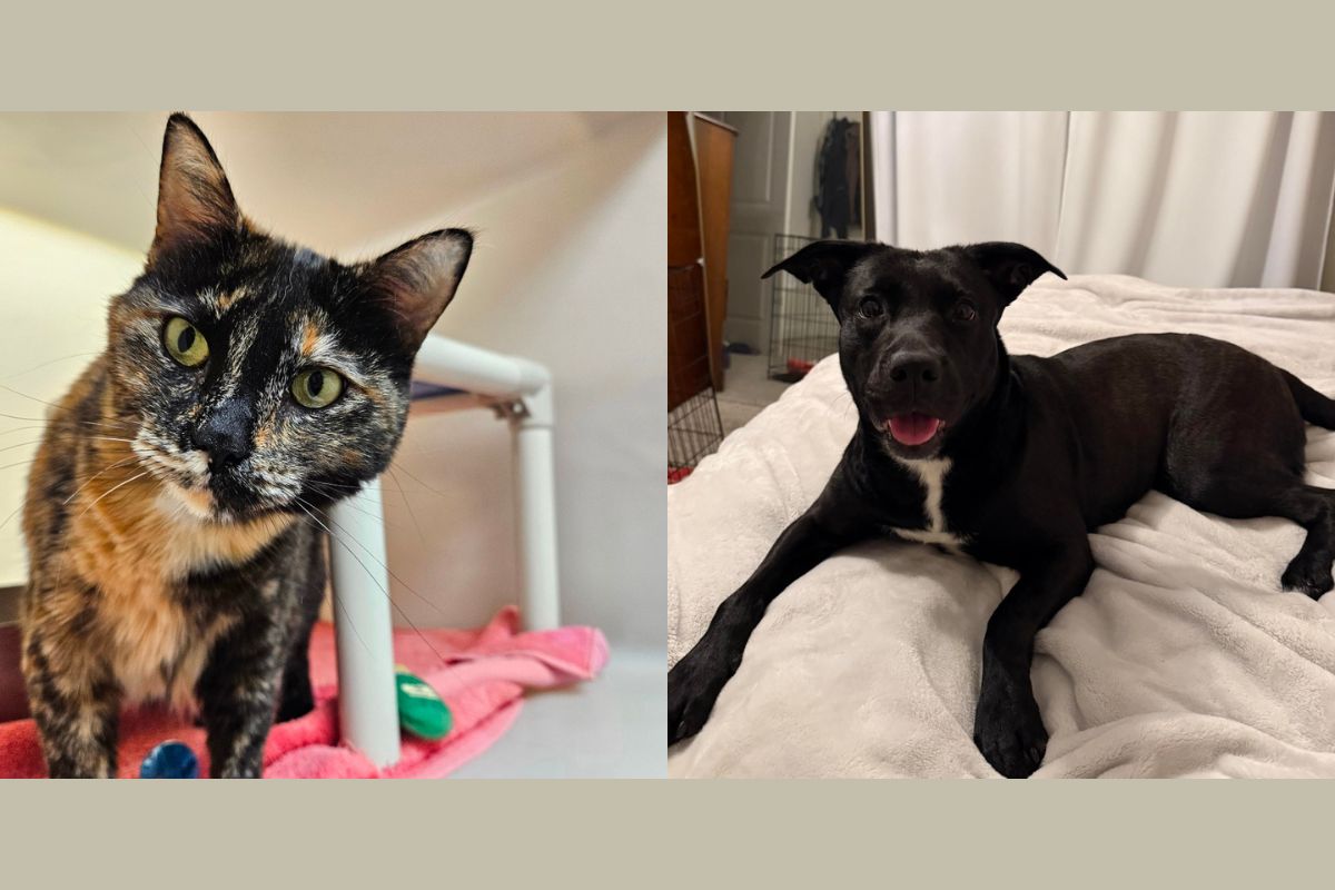 Olivia (left) and Nova (right)