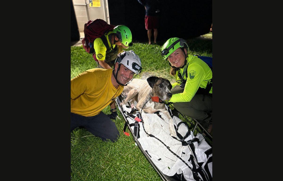 Search and rescue rangers and volunteers with a dog in a litter.