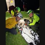 Search and rescue rangers and volunteers with a dog in a litter.