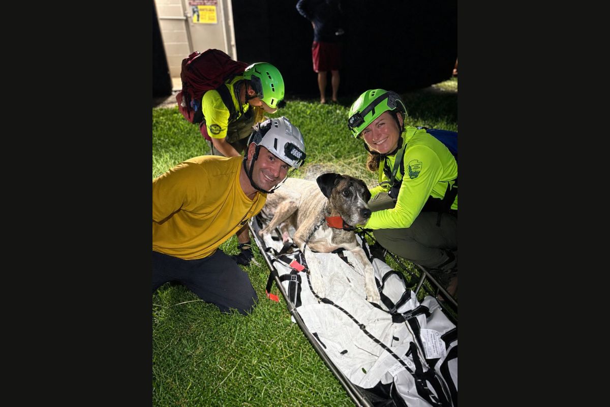 Search and rescue rangers and volunteers with a dog in a litter.