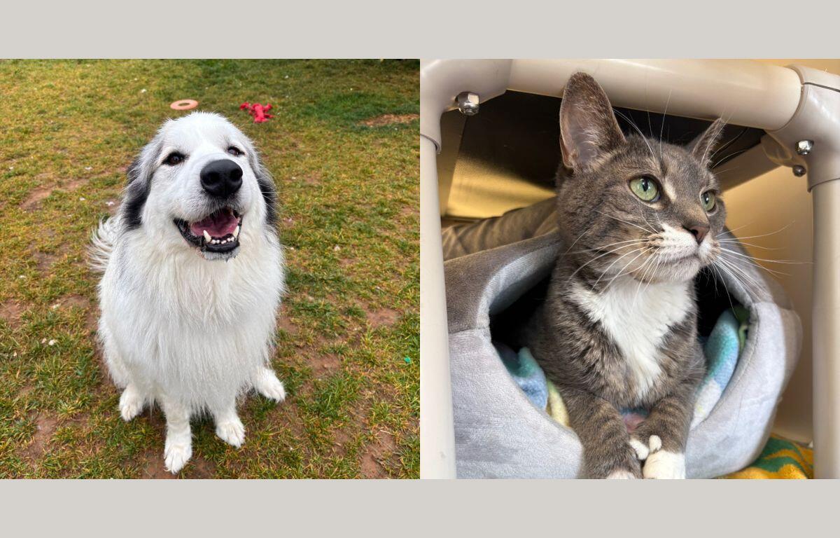 Tank (left) and Speedy (right)