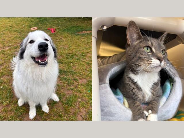 Tank (left) and Speedy (right)