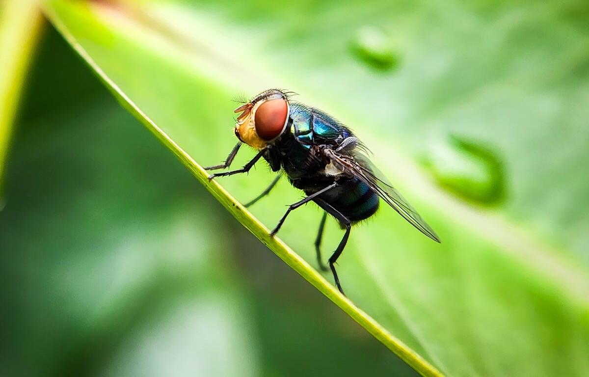Close-up of a metallic green blowfly with red eyes perched on a green leaf.