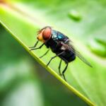 Close-up of a metallic green blowfly with red eyes perched on a green leaf.