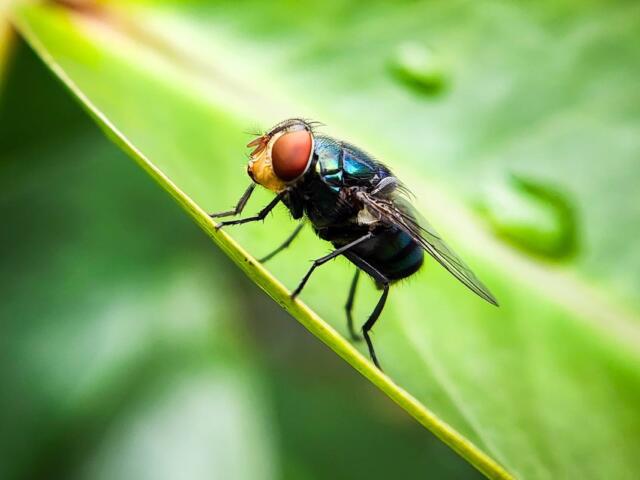 Close-up of a metallic green blowfly with red eyes perched on a green leaf.