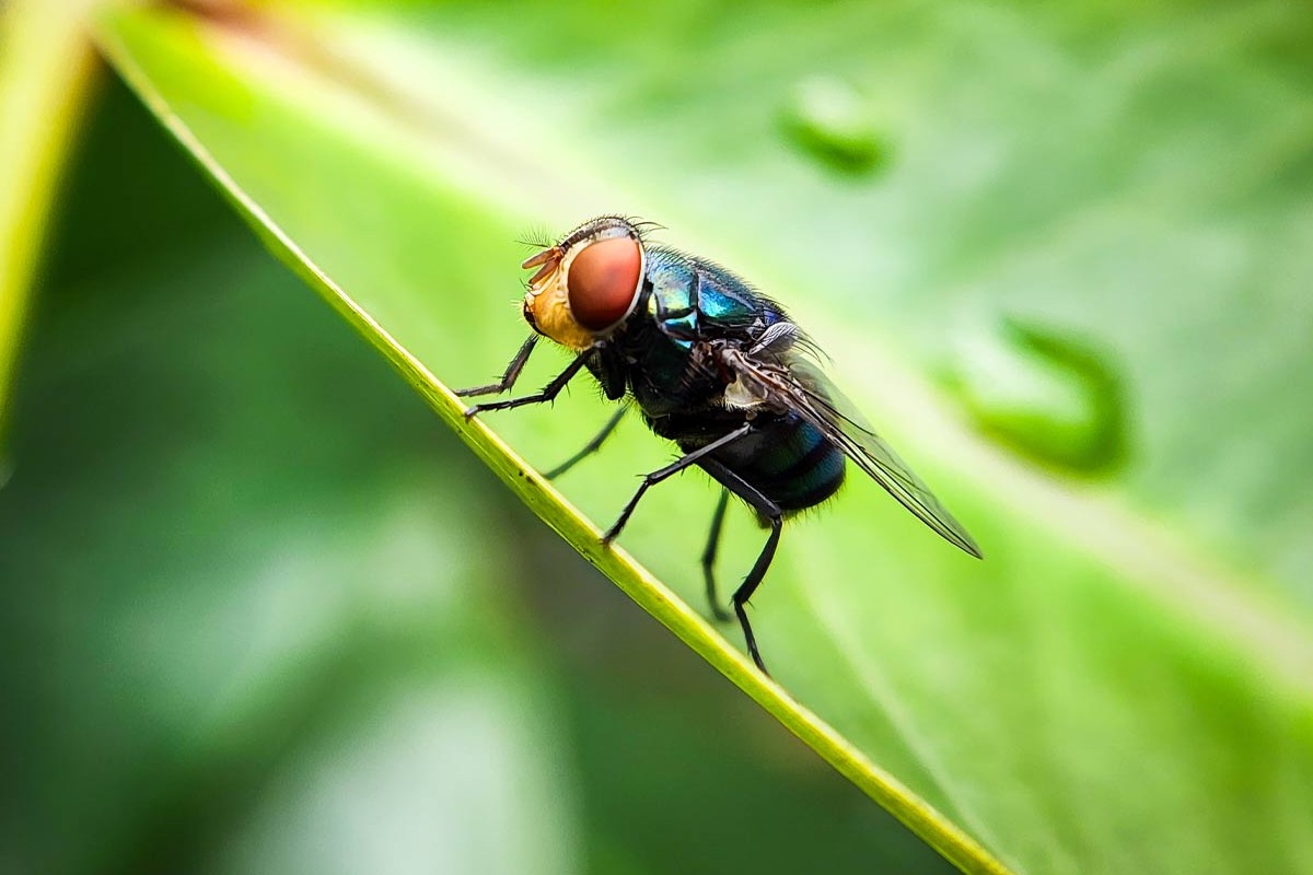 Close-up of a metallic green blowfly with red eyes perched on a green leaf.