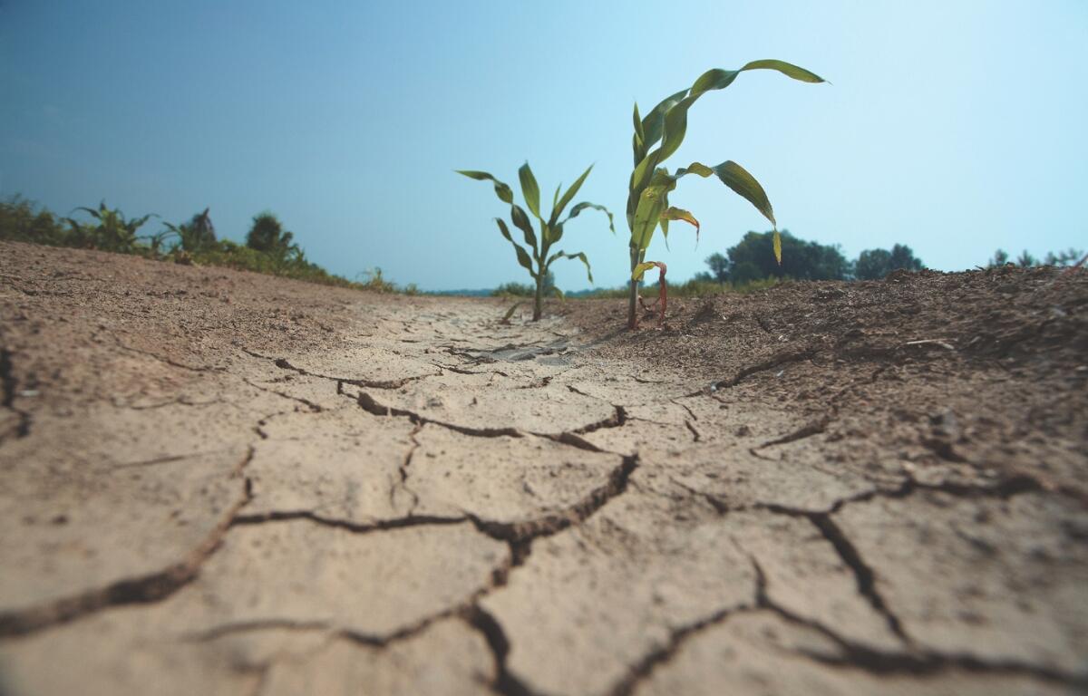 Up close of dry dirt