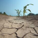 Up close of dry dirt