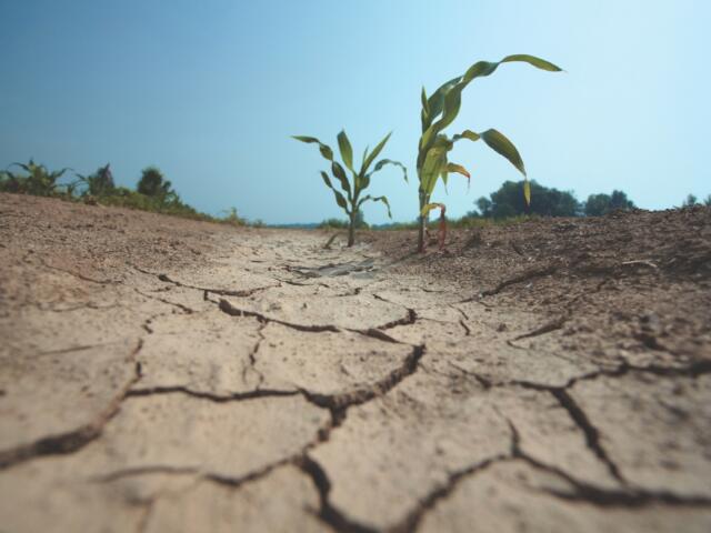 Up close of dry dirt