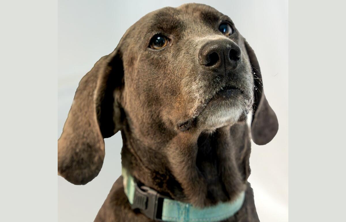 Obi at RHSPCA