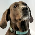 Obi at RHSPCA