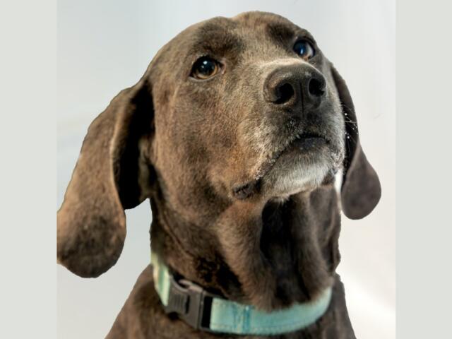 Obi at RHSPCA