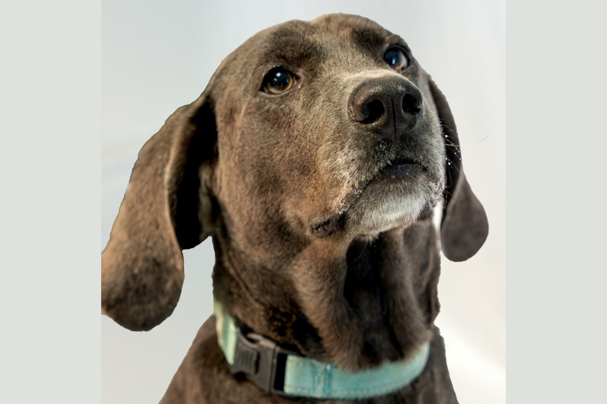 Obi at RHSPCA