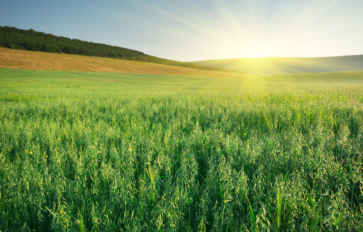 Green field of tall crops at sunrise with a distant treeline and gently rolling hills on the horizon.