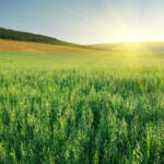 Green field of tall crops at sunrise with a distant treeline and gently rolling hills on the horizon.
