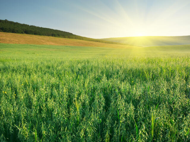 Green field of tall crops at sunrise with a distant treeline and gently rolling hills on the horizon.