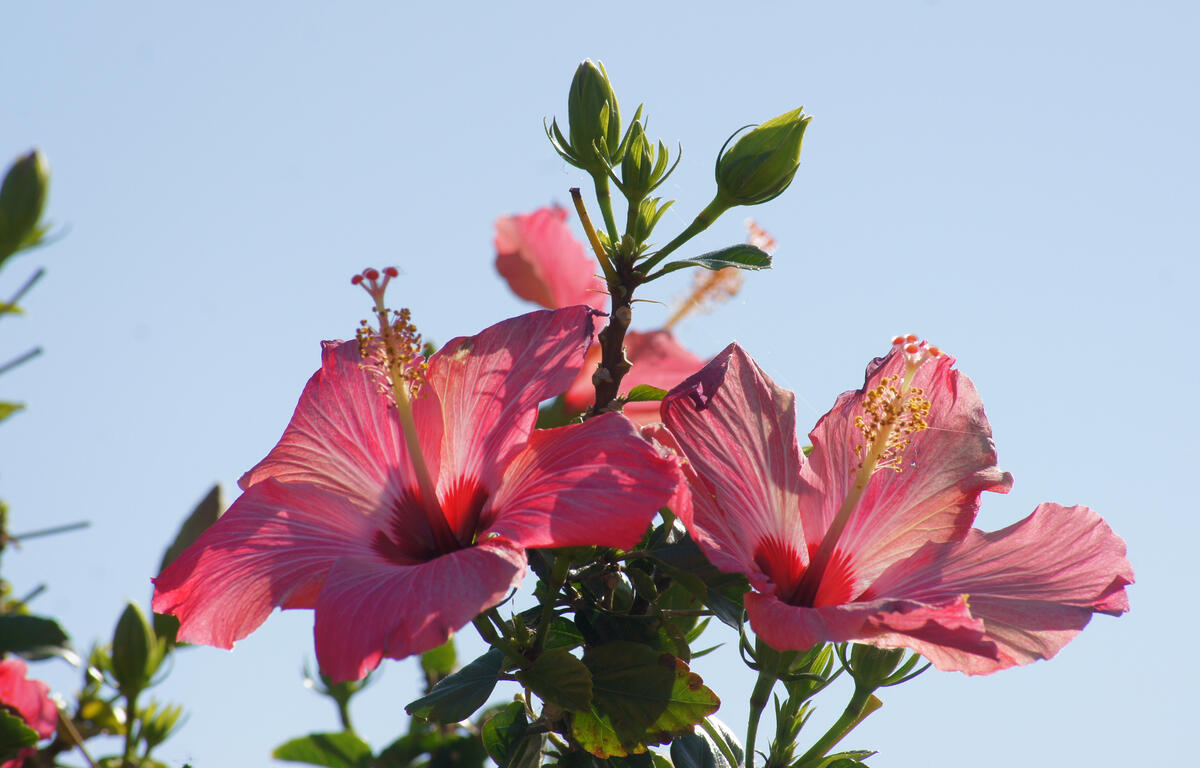 Hibiscus