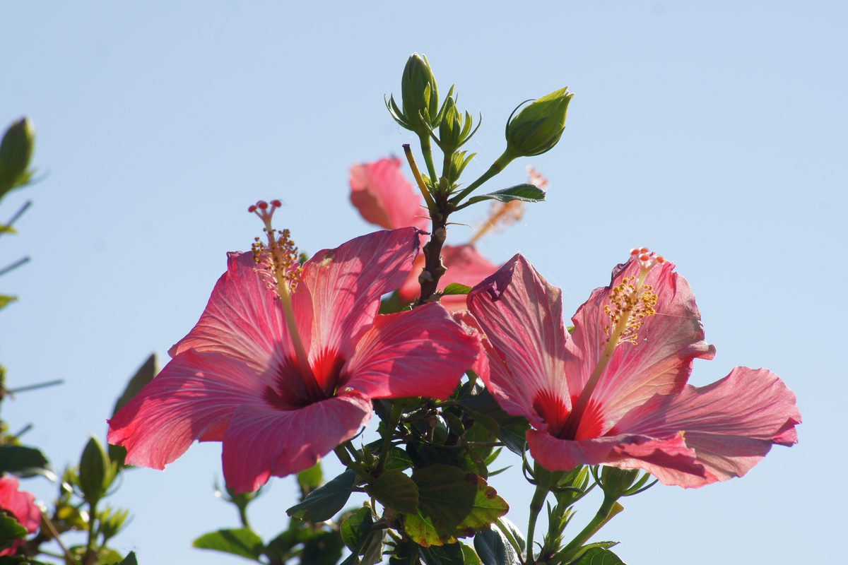 Hibiscus
