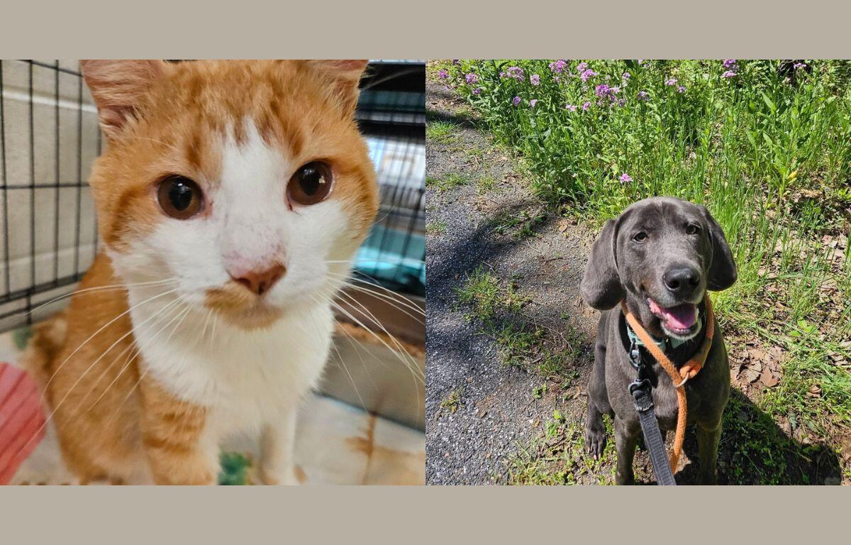 Jonathan (left) and Obi (right)