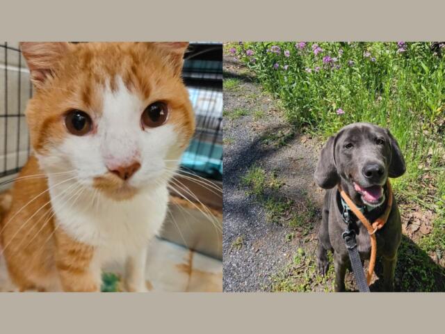 Jonathan (left) and Obi (right)