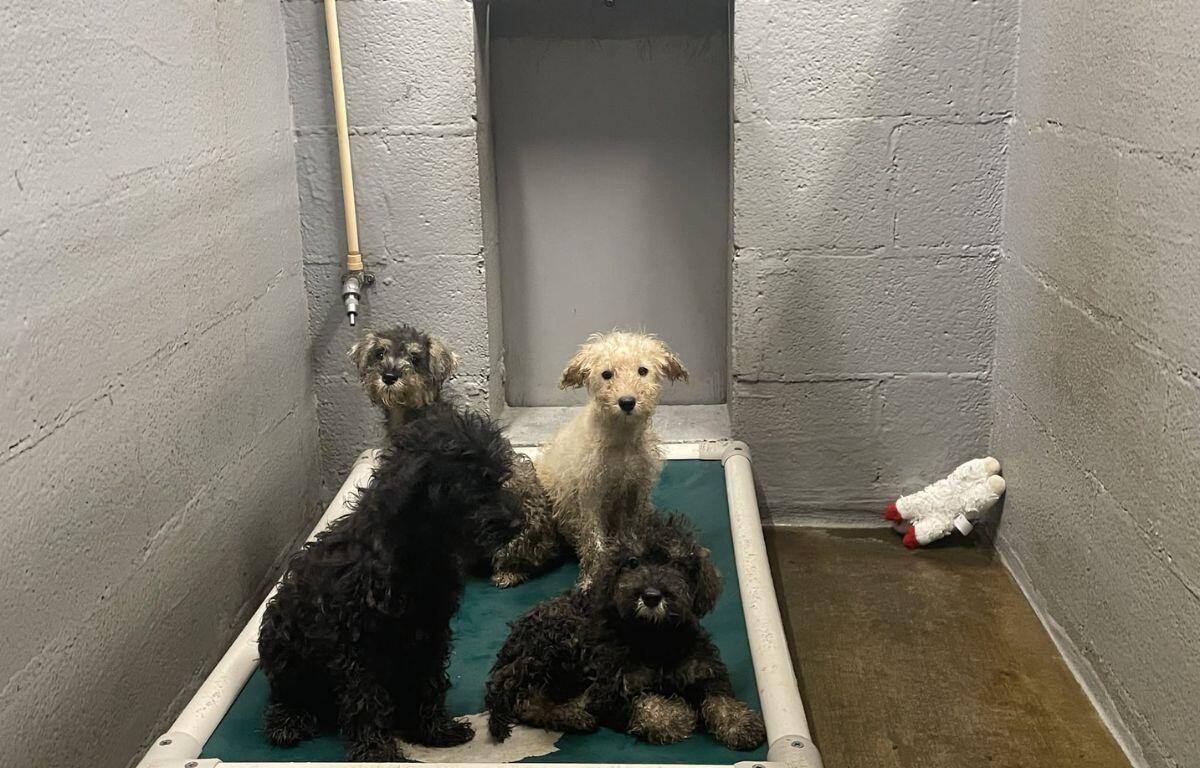 4 dogs on a bed