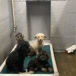 4 dogs on a bed