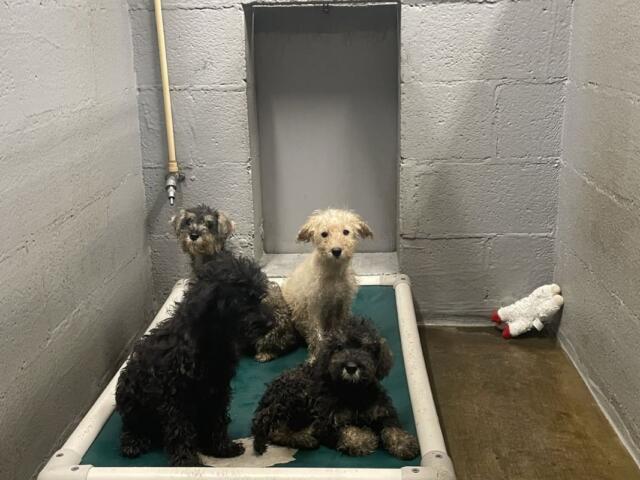 4 dogs on a bed