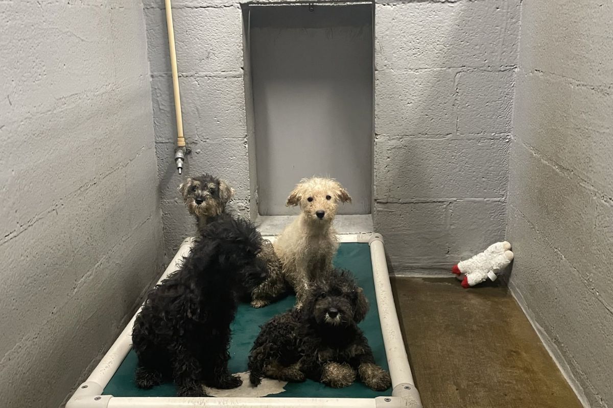 4 dogs on a bed