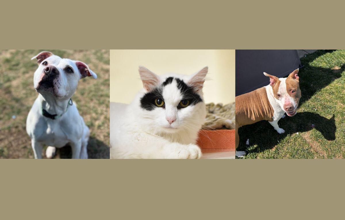 (From left to right) Princess, Baby, and Rose