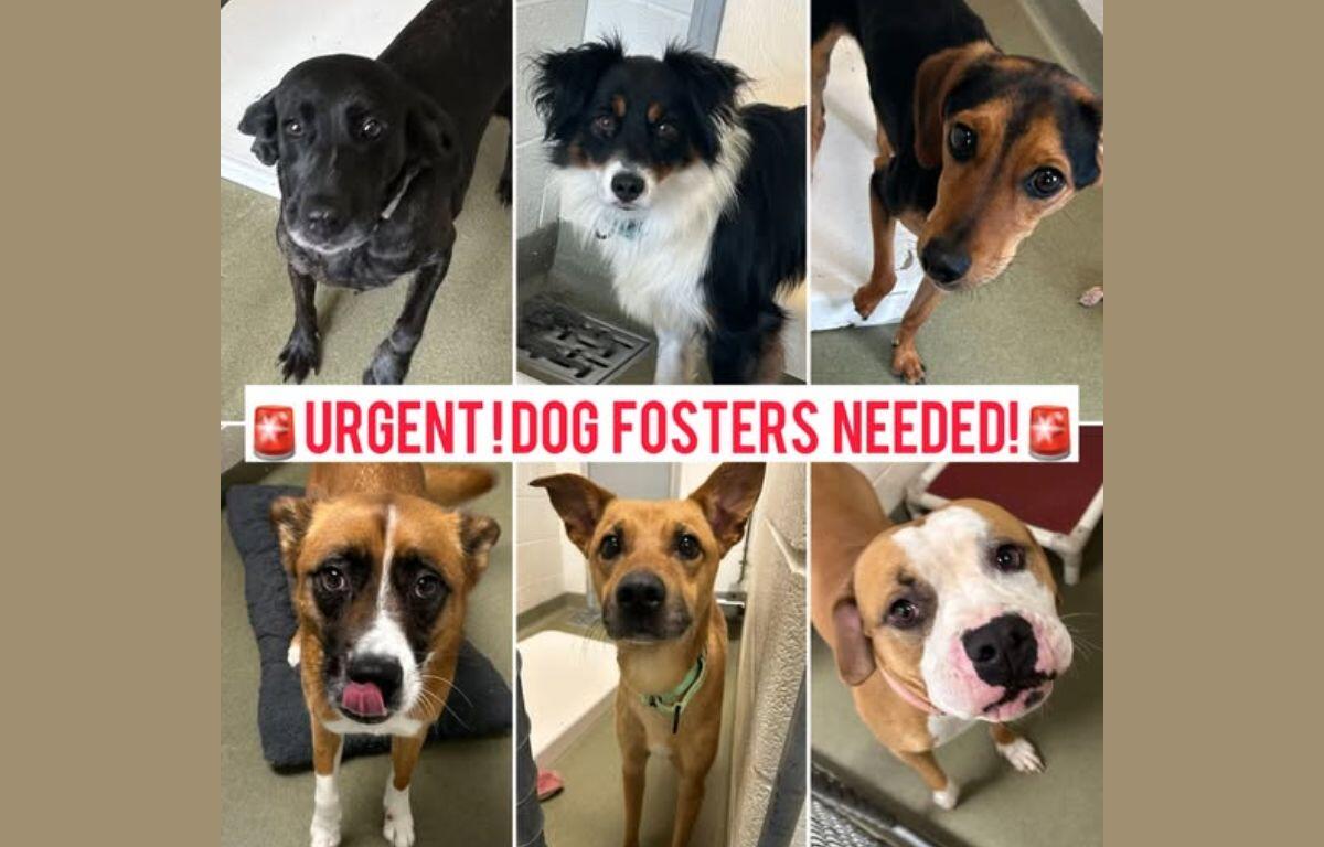 Urgent Dog Fosters Needed text over photos of shelter dogs