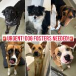 Urgent Dog Fosters Needed text over photos of shelter dogs