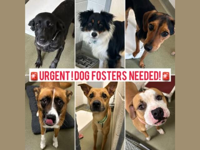 Urgent Dog Fosters Needed text over photos of shelter dogs