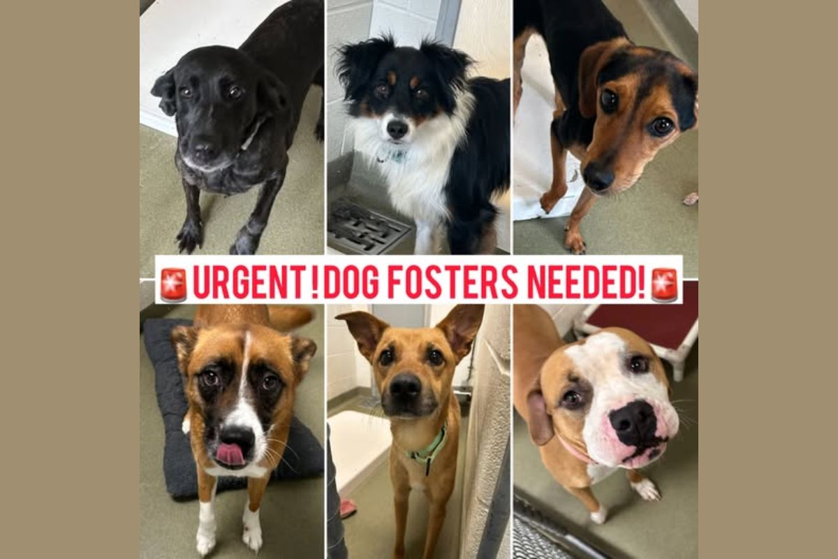 Urgent Dog Fosters Needed text over photos of shelter dogs