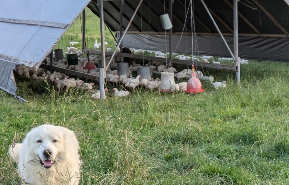 Sunrise Farms