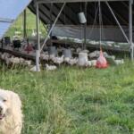 Sunrise Farms