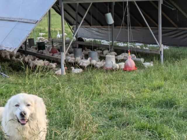 Sunrise Farms