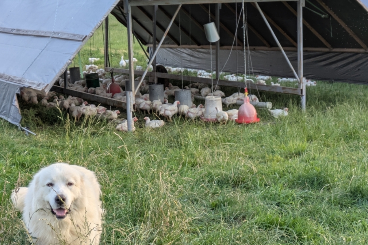 Sunrise Farms