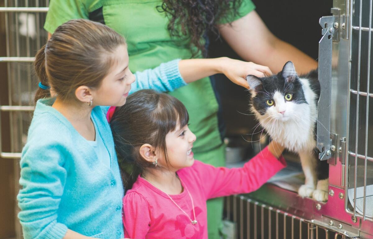 Two kids pet a cat at a shelter
