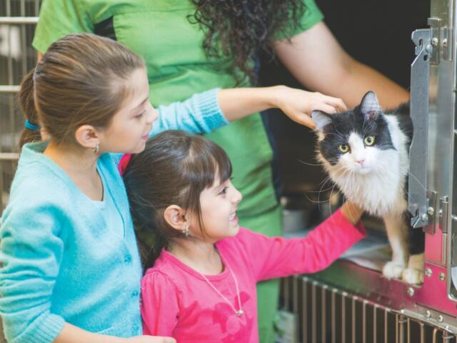 Two kids pet a cat at a shelter