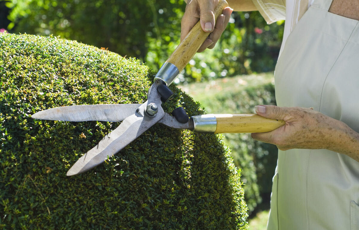 boxwood