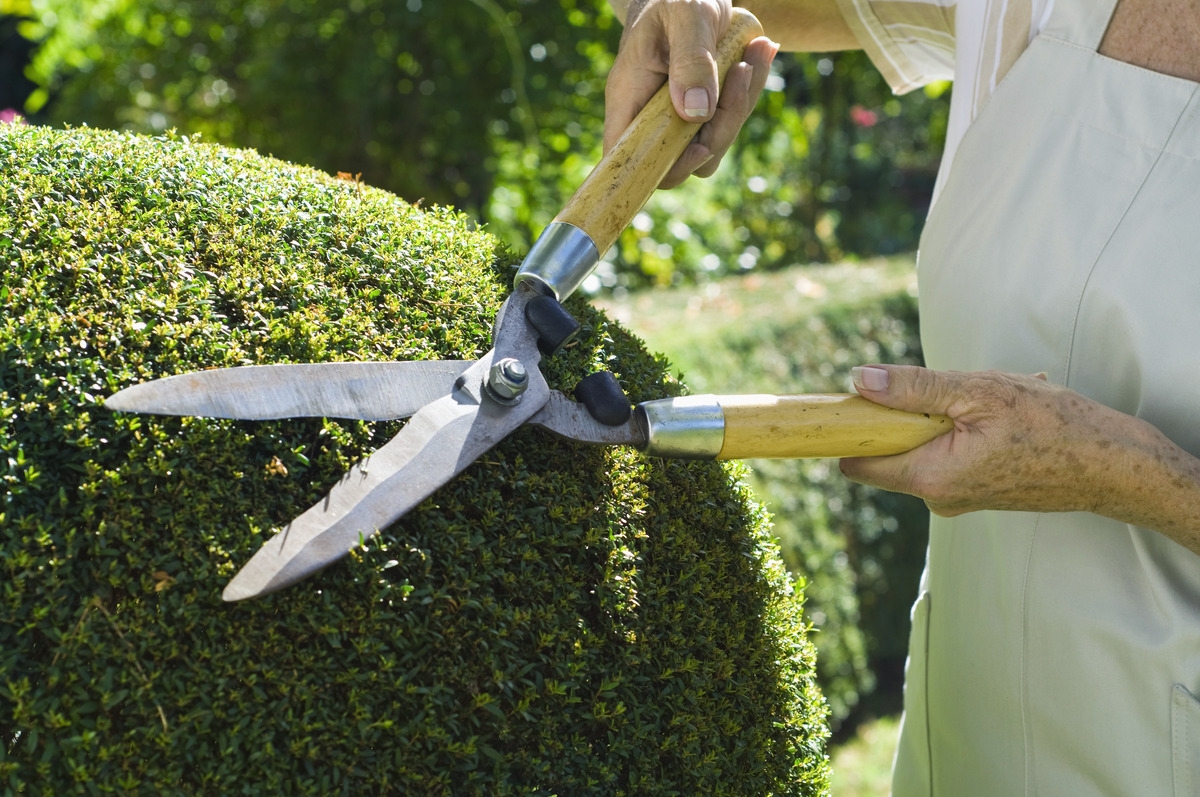 boxwood