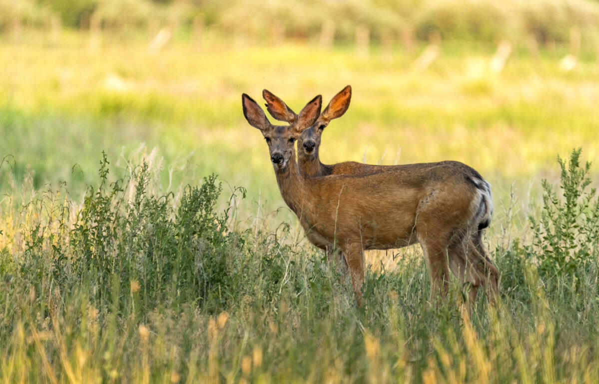 deer damage plants trees andre viette