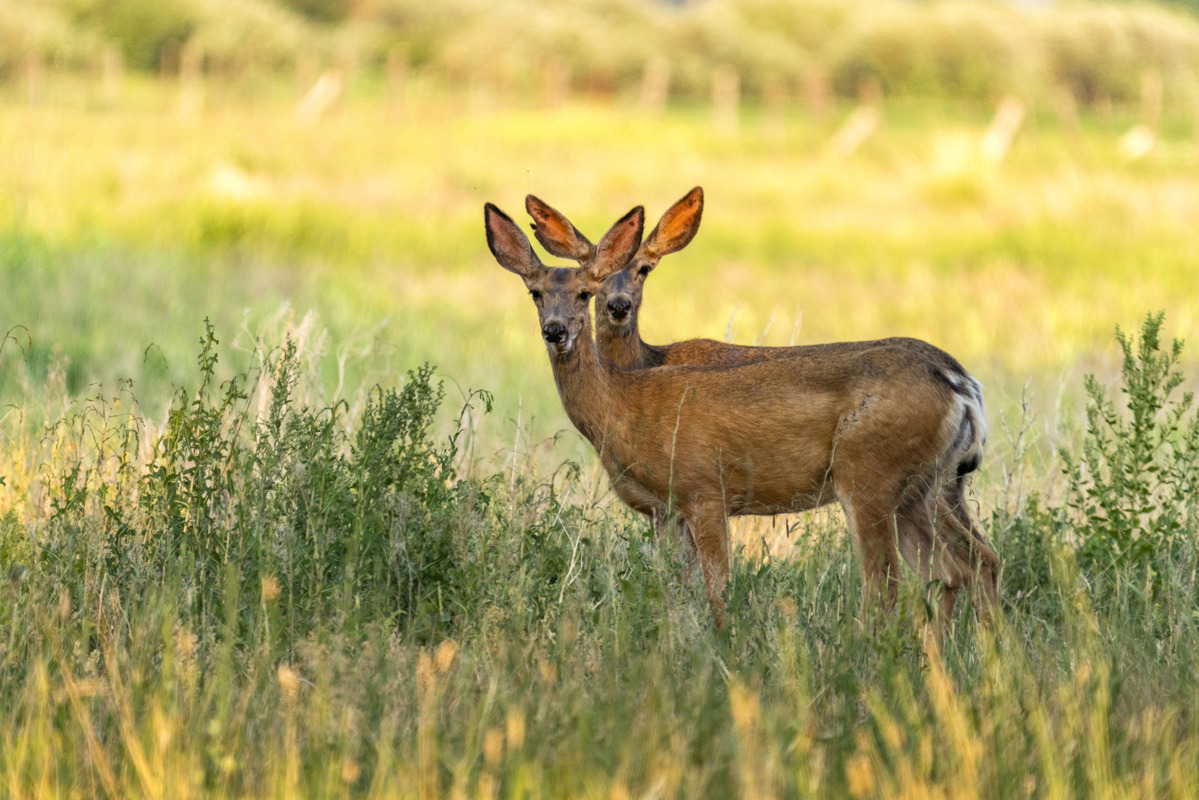 deer damage plants trees andre viette