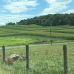 Farm field
