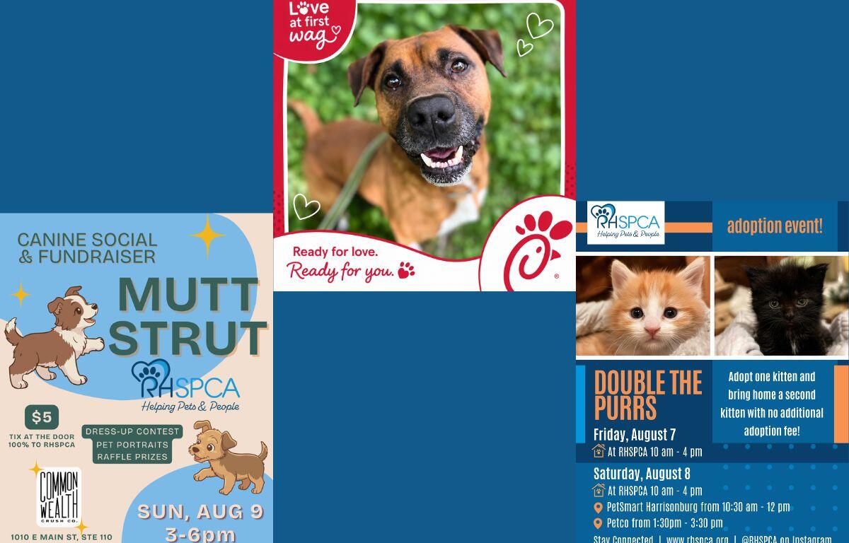 Various posters for events at the RHSPCA