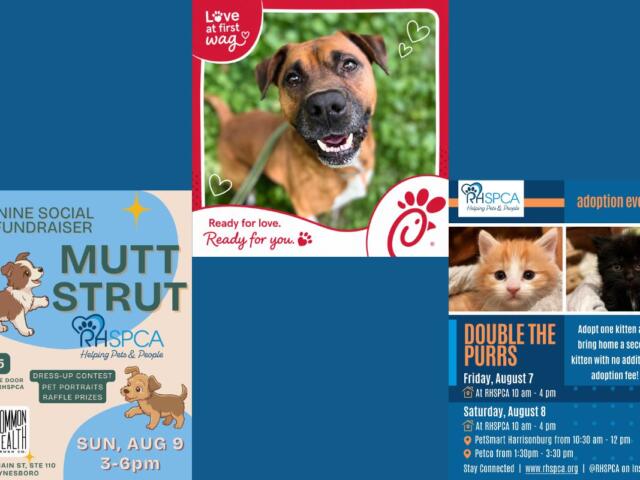 Various posters for events at the RHSPCA