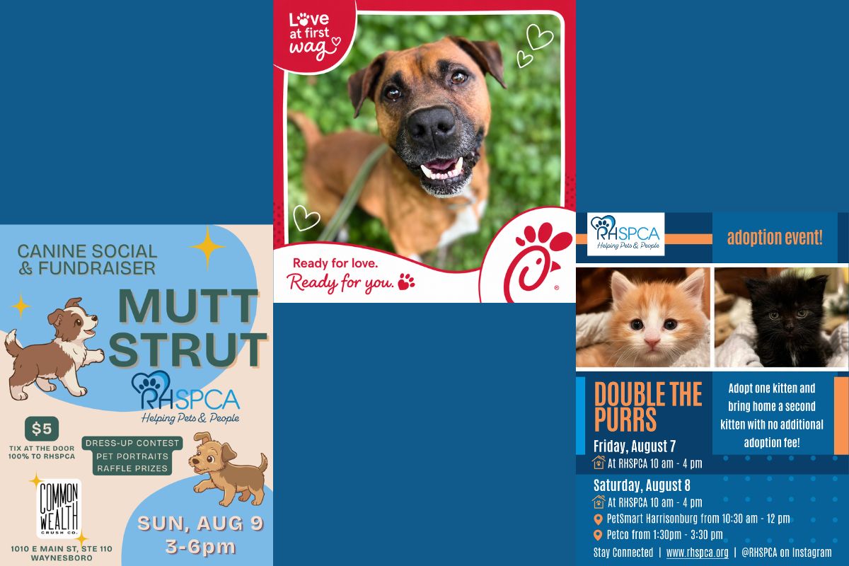 Various posters for events at the RHSPCA