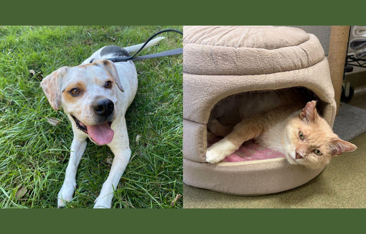 Chip (left) and Bingo (right)