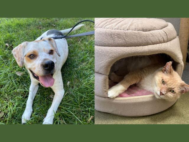 Chip (left) and Bingo (right)