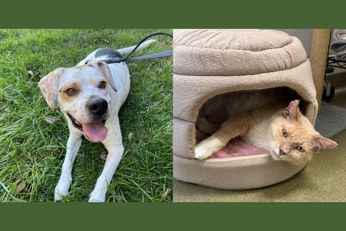 Chip (left) and Bingo (right)